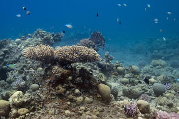 Fototapeta na wymiar w podwodnym ogrodzie