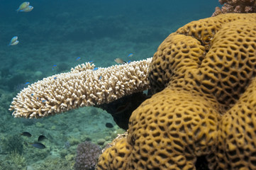 variety of corals
