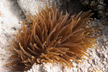 underwater anemone