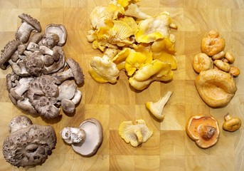 Plateau de champignons, éperviers,chanterelles,lactaires