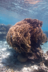 big bush of fire coral