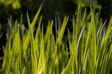 Close-Up Of Blades Of Grass