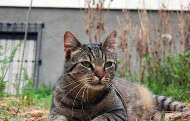 Katze