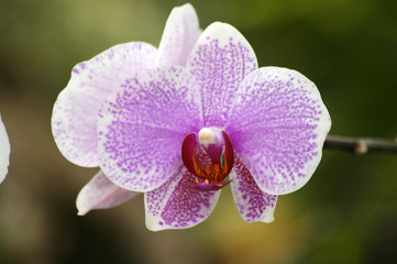 Gros plans d'orchidées phalaenopsis rose