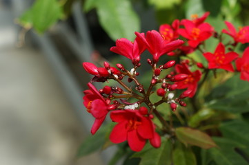 Zoom sur des petites fleurs tropicales rouge