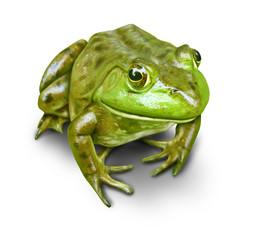green frog isolated on white background