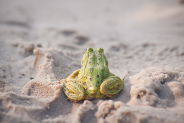 green frog seat on sand beach on sunset