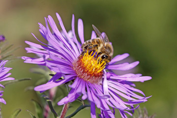 Biene auf Rauhblattaster (Aster novae-angliae)