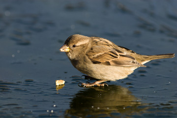 Passer domesticus, House Sparrow