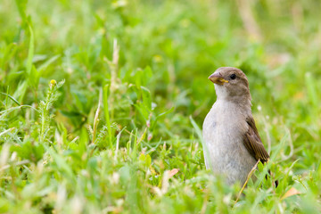 House Sparrow, Passer domesticus