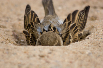 House Sparrow, Passer domesticus