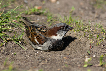 House Sparrow, Passer domesticus
