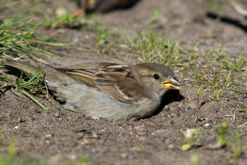 Passer domesticus, House Sparrow