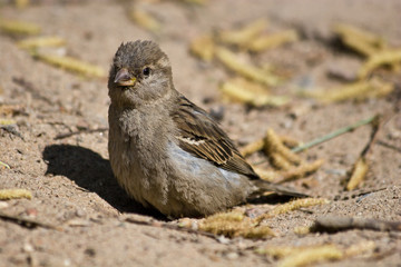 Passer domesticus, House Sparrow