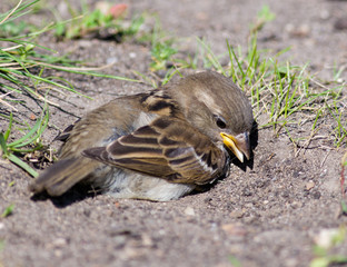 House Sparrow, Passer domesticus