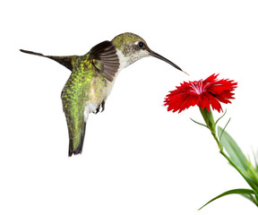 hummingbird floats over a red dianthus; white background