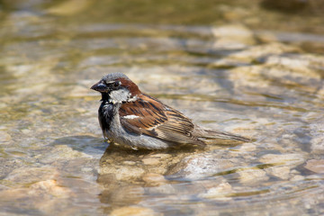 Passer domesticus, House Sparrow