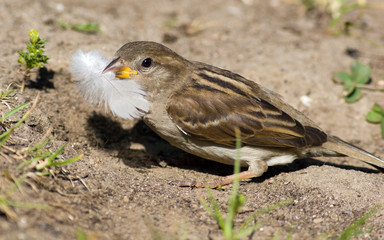 Passer domesticus, House Sparrow
