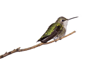 profile of a hummingbird perched on a branch; white background