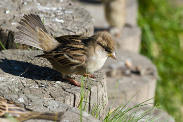 Passer domesticus, House Sparrow