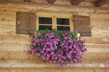 Fototapeta na wymiar Petunien am Fenster eines Bauernhauses bei Kempten im Allgäu