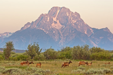 Elk at Sunrise under Mount Moran