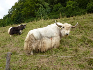 Yaks