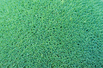 Cushion-like surface Dianthus erinaceus - small alpine plant © Anthony Hall