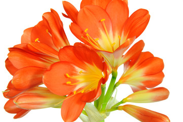 Fototapeta premium Clivia 103.1