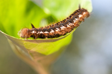 Caterpillar