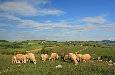 Naklejka na ściany i meble sheep at landscape