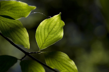 leafs, close up