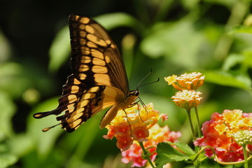 Swallowtail Butterfly