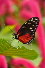 Fototapeta na wymiar Posing Golden Helicon Butterfly