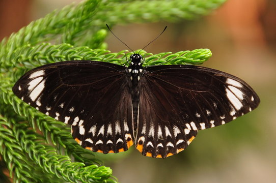 Common Mime Butterfly