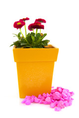 Pink Bellis in yellow flower pot with pink stones