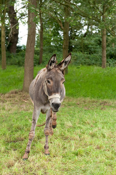 Donkey © Ivonne Wierink