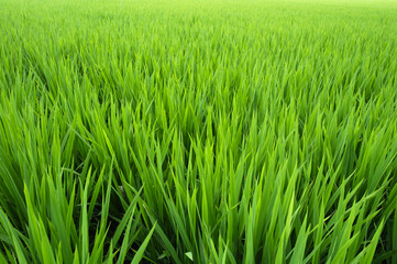 Rice paddy