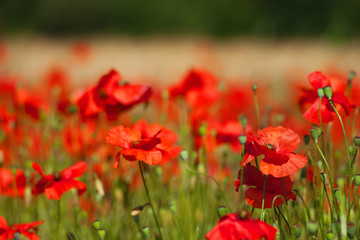 Red poppies in front of the grain fields