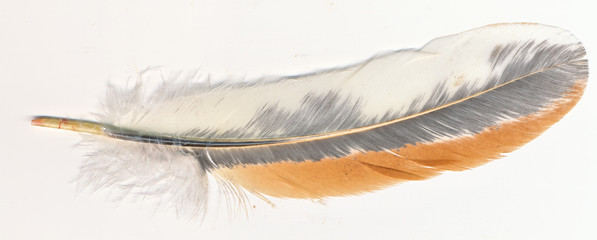 Chicken feather