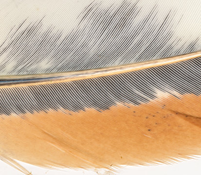 Feather close up