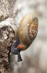 small snail. Extreme close-up