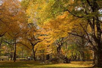 Beautiful park in autumn with leaves changing colors