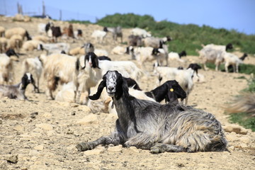 Obraz premium lovely goats in a farm in Sicily, Italy