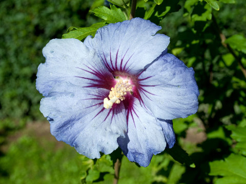 Blauer Hibiskus