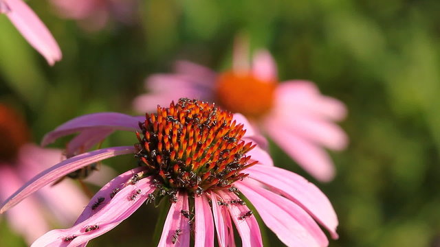 bee and flower