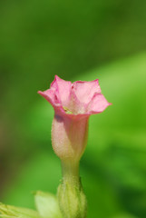 Tabakbl&uuml;te - Nicotiana