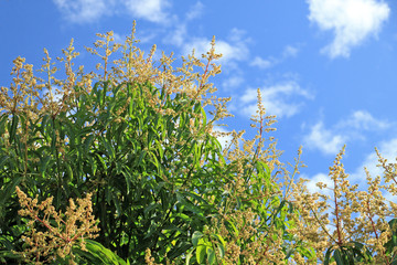 Obraz premium manguier en fleurs sur fond de ciel bleu