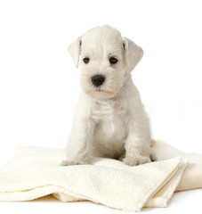 white puppy