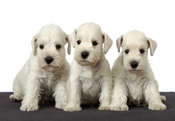 three white schnauzer puppies